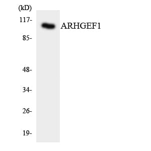 ARHGEF1 Antibody (aa147-196)