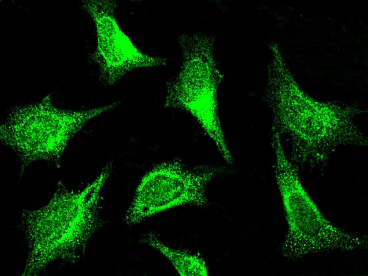 PAK1 Antibody (Preservative Free)
