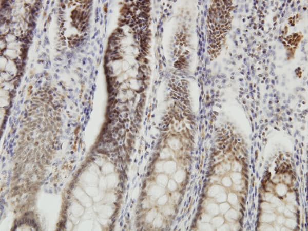 DMTF1 Antibody (clone 5C6)