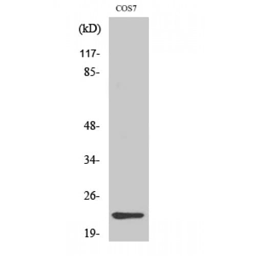 CBLN4 / Cerebellin 4 Antibody (110-190 aa, C-terminal)