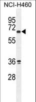 ZNF813 Antibody (aa68-96)