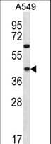 CCDC109B Antibody (aa291-320)