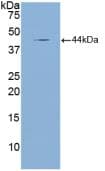 NPPA / ANP Antibody