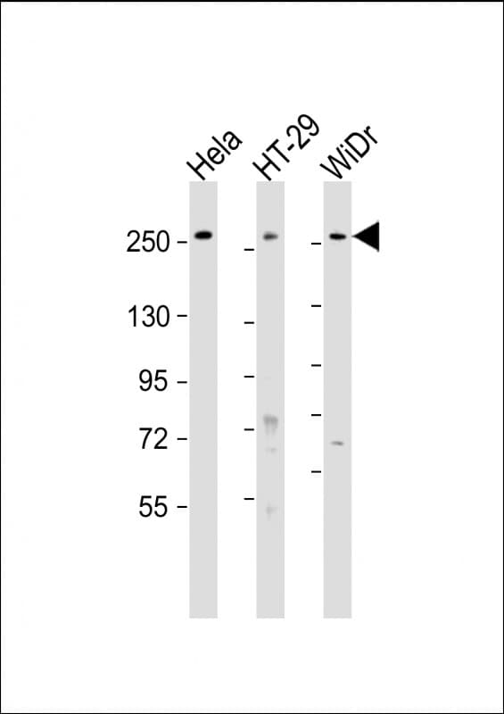 PCNXL2 Antibody (aa467-499)