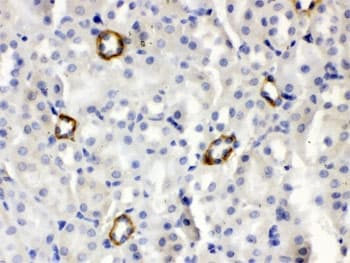 Polyclonal Rabbit anti-Mouse ISG15 Antibody (IHC, WB)