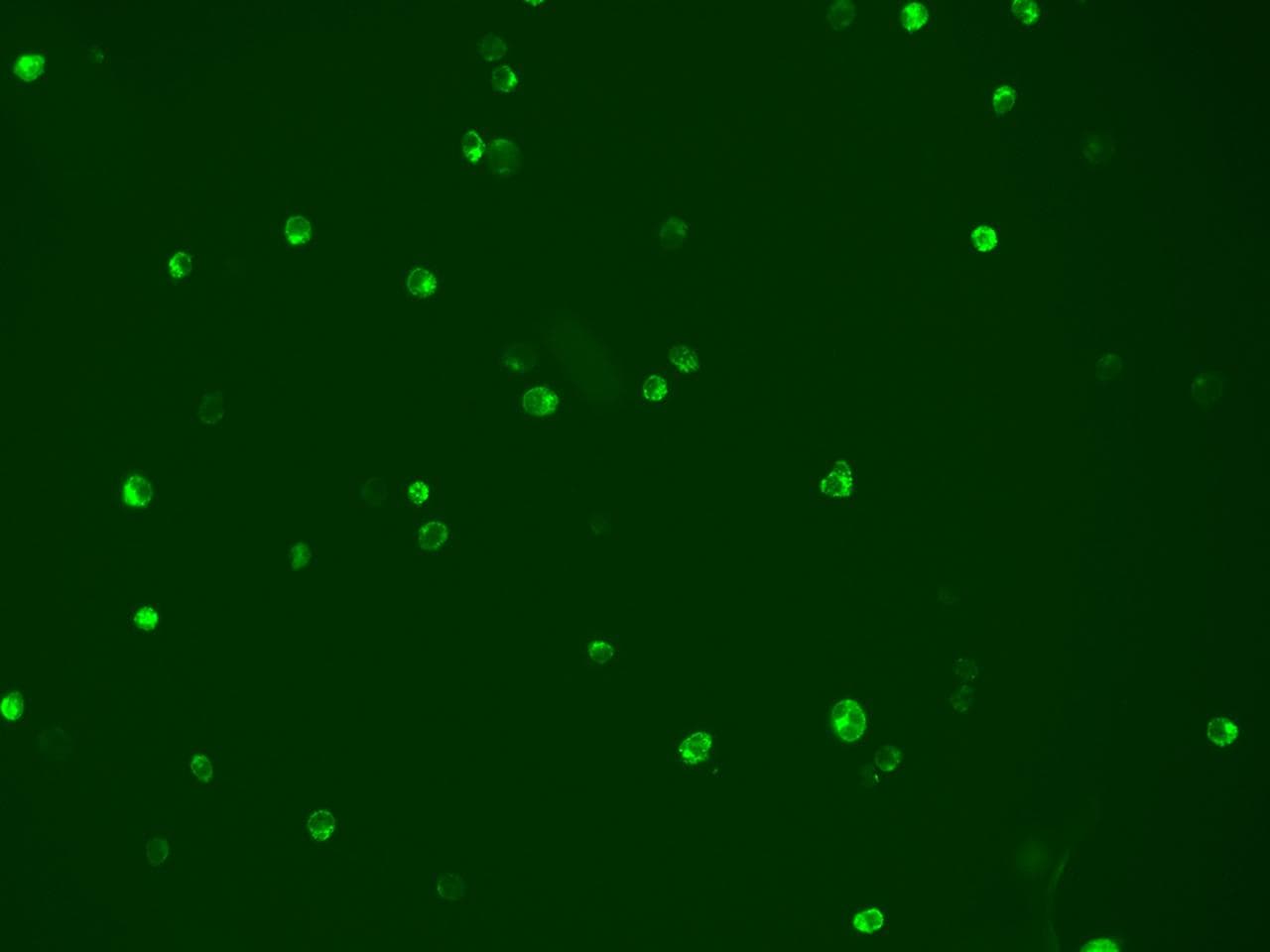 Polyclonal Rabbit anti-Human TREML1 / TLT1 Antibody (Preservative Free, IHC, IF)