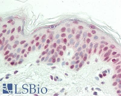 IHC-plus™ CBX3 / HP1 Gamma Antibody (aa75-125)