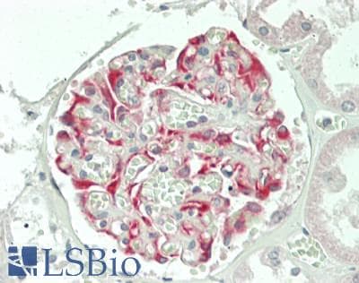 IHC-plus™ Monoclonal Mouse anti-Human BPIFA2 / SPLUNC2 Antibody (clone 3F8E4, aa16-169, IHC, WB)