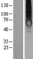 GALR1 / Galanin Receptor 1 Protein (Over-Expression Lysate Myc-DDK (Flag))