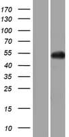 GNAL Protein (Over-Expression Lysate Myc-DDK (Flag))