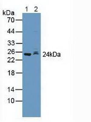 SKP2 Antibody (aa43-397, HRP)