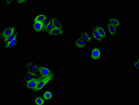 ERBB4 / HER4 Antibody