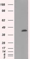 HMRF1L / MTRF1L Antibody (clone OTI2H8)