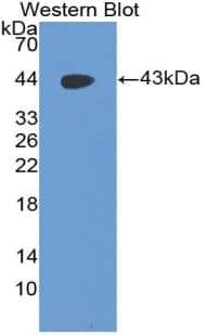 Pepsinogen A Antibody (aa16-387)