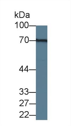 MAC-2-BP / LGALS3BP Antibody (clone C2, APC)