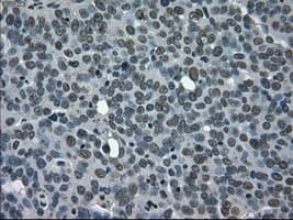 CD4 Antibody (clone OTI6E10)
