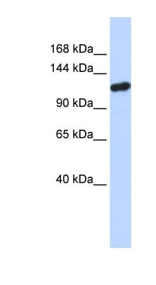 HIWI2 / PIWIL4 Antibody (N-Terminus)
