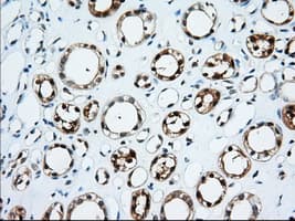 TTC32 Antibody (clone OTI2B9)