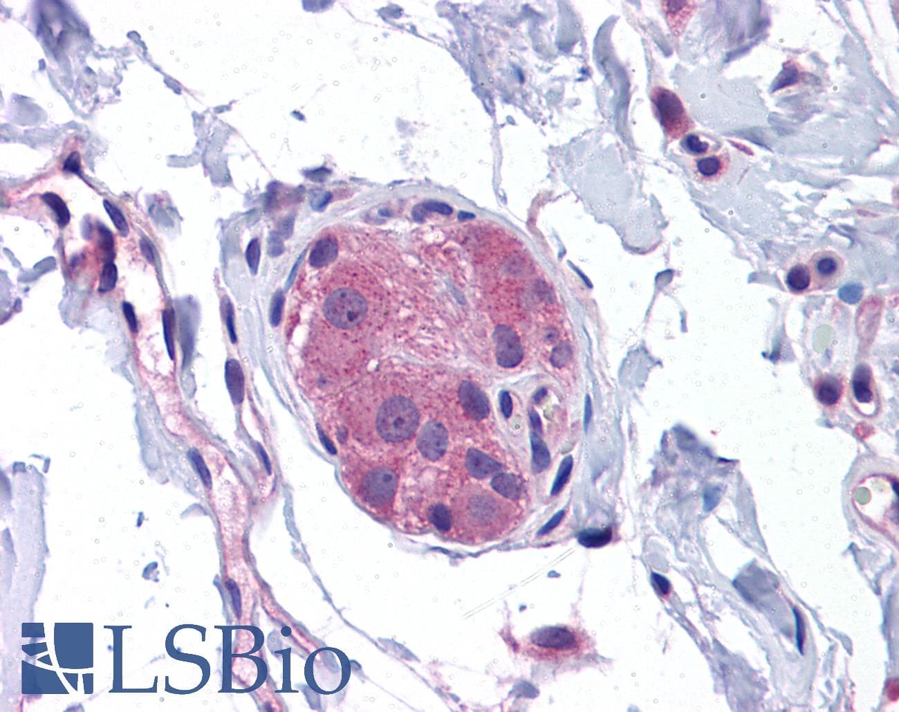 IHC-plus™ NOD1 Antibody