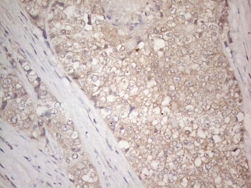 IGFBP1 Antibody (aa26-259, clone OTI6C7)