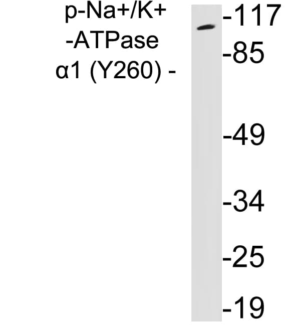 ATP1A1 Antibody (phospho-Tyr260)