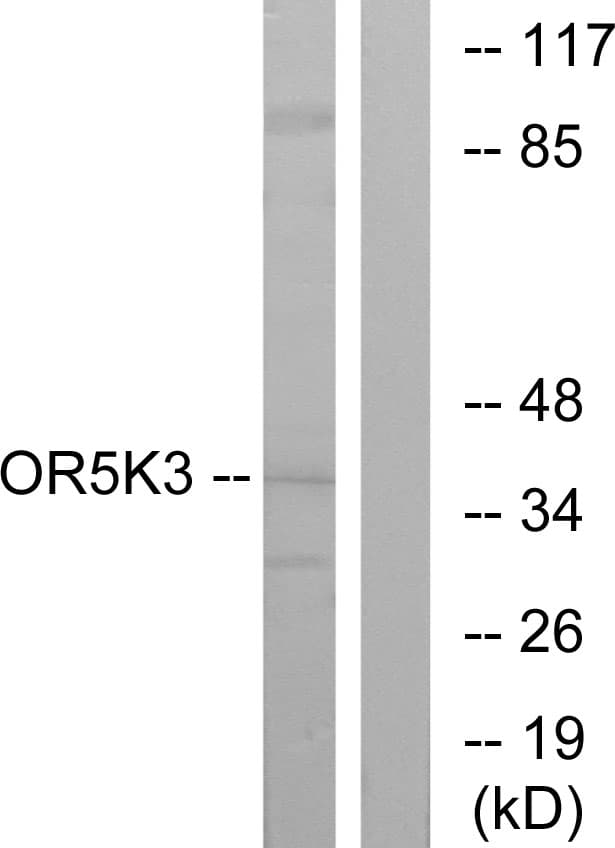 OR5K3 Antibody (aa232-281)