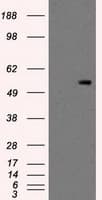 PKMYT1 Antibody (clone OTI5E1)