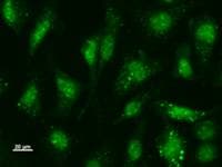 Monoclonal Mouse anti-Human USF2 Antibody (clone USF2E12D9, IF, WB)