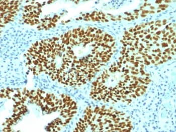SOX2 Antibody (clone SOX2/1792, Azide-free, BSA-free)