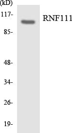 IHC-plus™ Polyclonal Rabbit anti-Human Arkadia / RNF111 Antibody (aa889-938, IHC, WB)
