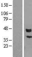 PCOLCE Protein (Over-Expression Lysate Myc-DDK (Flag))