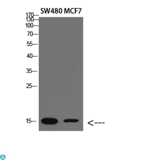 RPA3 Antibody