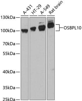 OSBPL10 Antibody