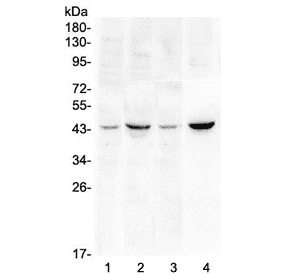 SOX3 Antibody
