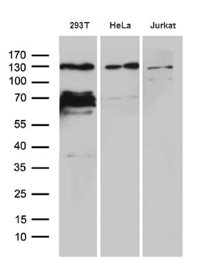 ZNF655 Antibody (clone OTI6H9)
