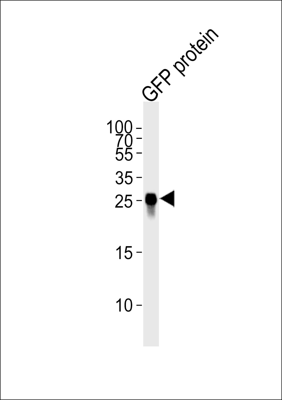 GFP Tag Antibody