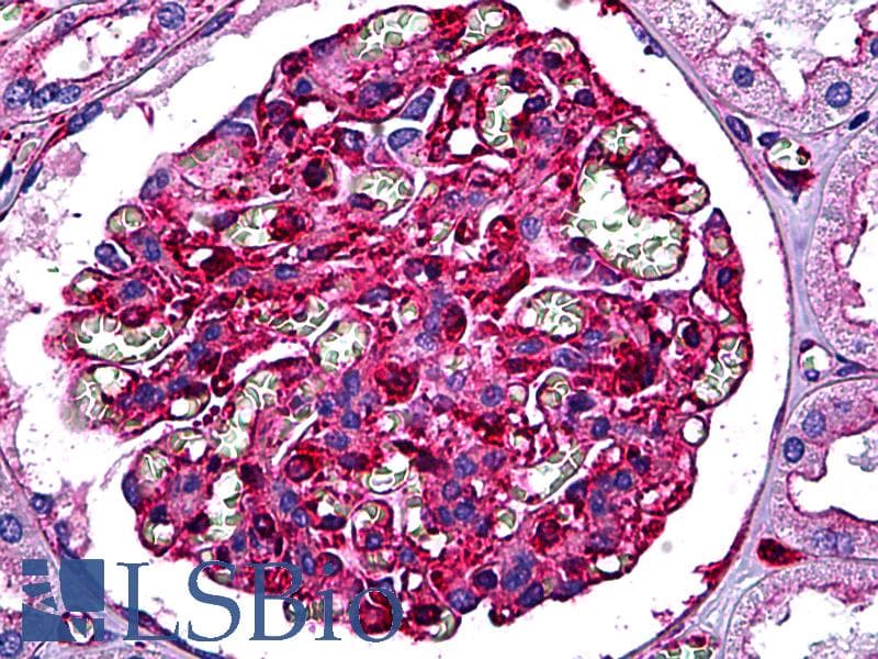 IHC-plus™ Monoclonal Mouse anti-Human MYH9 Antibody (clone 4H3, IHC, IF, WB)