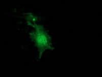 NUDT6 Antibody (clone OTI2H1, Carrier-free)
