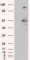 LIPG / Endothelial Lipase Antibody (clone OTI3C7)