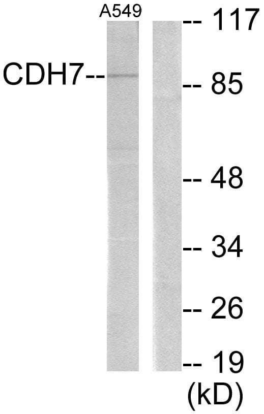 CDH7 / Cadherin 7 Antibody
