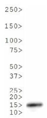 HIST3H3 Antibody (Me3-Lys18)