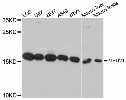 MED21 Antibody