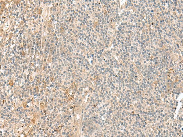 NGEF / EPHEXIN Antibody