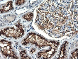 RGS16 Antibody (clone OTI1F3)
