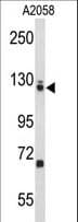 EFTUD2 Antibody (aa257-284)