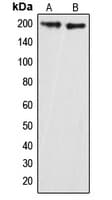 ARHGAP35 / GRLF1 Antibody (Internal)