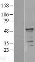 YBX1 / YB1 Protein (Over-Expression Lysate Myc-DDK (Flag))