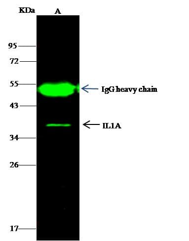 IL1A / IL-1 Alpha Antibody (Preservative Free)
