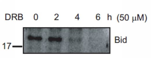 BID Antibody