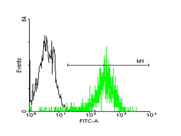 IHC-plus™ STI1 / STIP1 Antibody (clone 2E1)